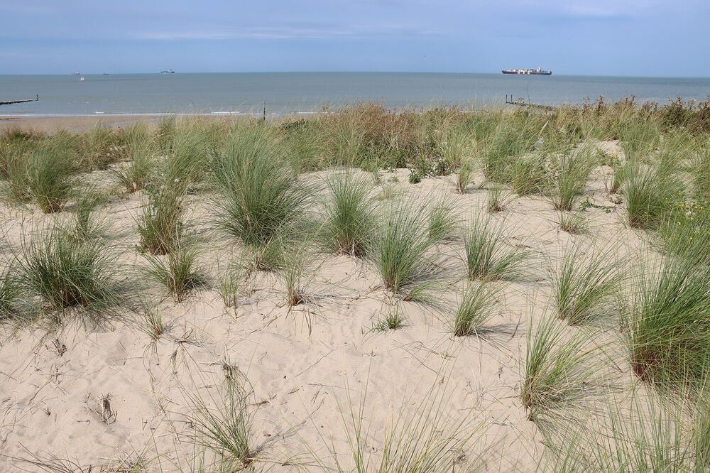 Helmgras op de duinen van Cadzand-Bad met de Noordzee erachter